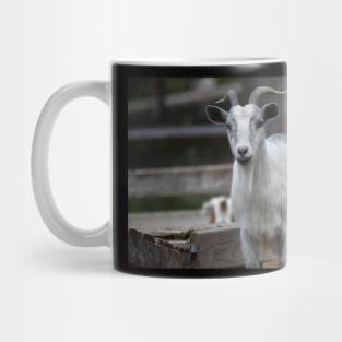 Goat Mug